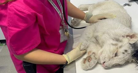 Συγκροτείται ειδική ομάδα 12 κτηνιάτρων για τη «Χασίγια» - Το λευκό τιγράκι που βρέθηκε παρατημένο στα σκουπίδια