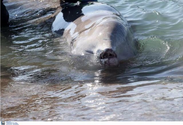 Άλιμος: «Μάχη» όλη τη νύχτα για να σώσουν τη μικρή φάλαινα που βγήκε στα ρηχά
