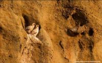 Ένα θαύμα στα Μετέωρα: Ζευγάρι Ασπροπάρηδων στα βράχια τους μετά από χρόνια!