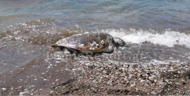 Φθιώτιδα: Ξεβράστηκε νεκρή χελώνα στην Κουβέλα