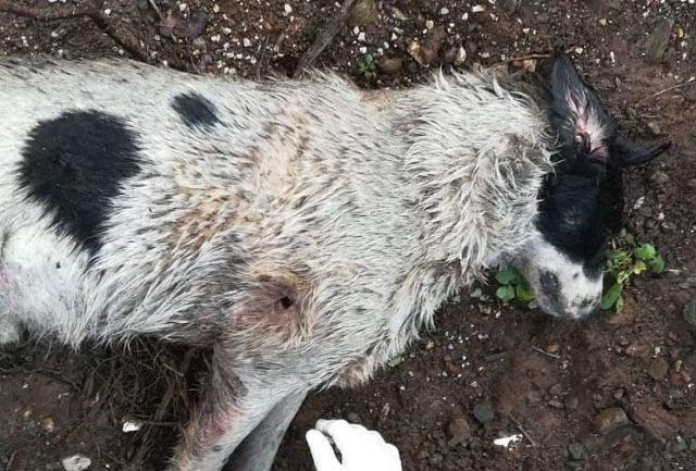 Φθιώτιδα: Επικήρυξαν τον δολοφόνο του σκύλου