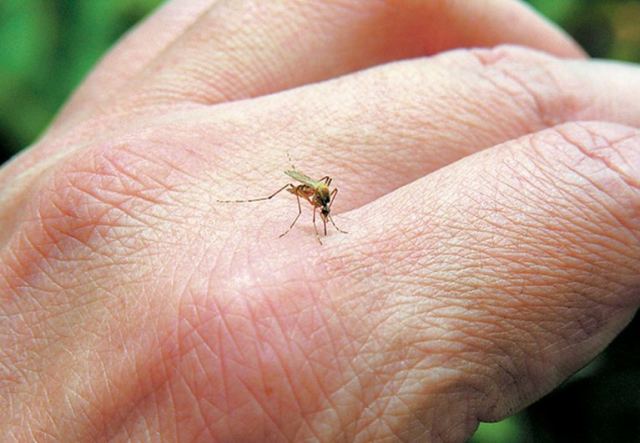 Μεταδίδουν τα κουνούπια τον κορονοϊό; Τι είπε ο Σωτήρης Τσιόδρας
