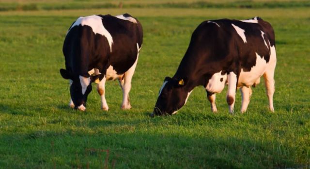H Κίνα κλωνοποίησε τρεις «σούπερ αγελάδες», που παράγουν πολύ περισσότερο γάλα
