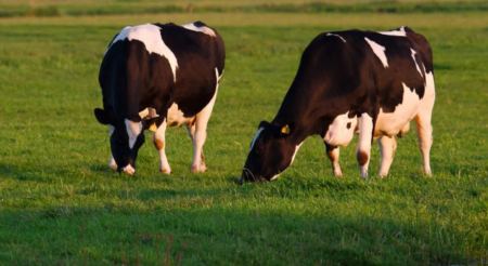 H Κίνα κλωνοποίησε τρεις «σούπερ αγελάδες», που παράγουν πολύ περισσότερο γάλα