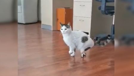 Λαμία: Αυτός είναι ο πρώτος γάτος με τεχνητά πόδια - ΒΙΝΤΕΟ