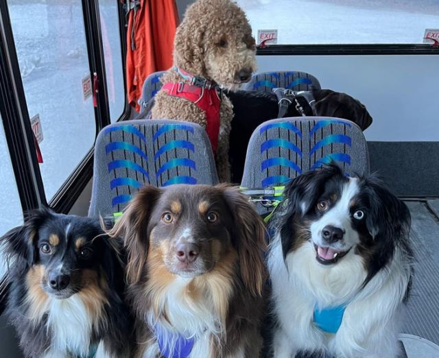 Αυτοί οι σκύλοι έχουν το δικό τους λεωφορείο - Και έχει γίνει viral!