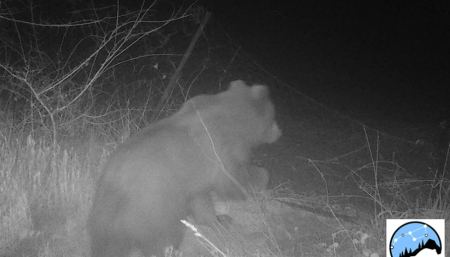 Πεινασμένη αρκούδα που έκανε βόλτες στο όρος Πάικο «έβαλε χέρι» σε 40 κιλά μέλι