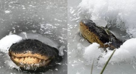 Ακραίες καιρικές συνθήκες στις ΗΠΑ: Αλιγάτορας βρέθηκε παγωμένος σε λίμνη (ΒΙΝΤΕΟ)