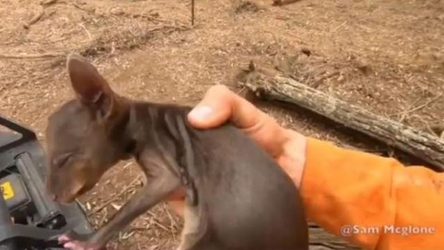 Συγκίνηση: Πυροσβέστης σώζει μωρό-καγκουρό στην Αυστραλία [βίντεο]
