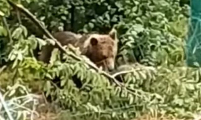 Καστοριά: Viral η αρκούδα που κάνει «μονόζυγο» για να φάει κεράσια