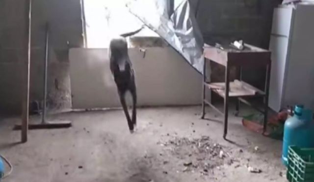 Κιλκίς: Ο αστυνομικός σκύλος εν δράσει μέσα σε αποθήκη - Δείτε το βίντεο των 67 δευτερολέπτων