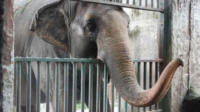 Πέθανε ο πιο μοναχικός και θλιμμένος ελέφαντας του κόσμου