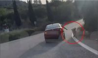 Σοκαριστικές εικόνες στο Ναύπλιο: Κρατούσαν από το λουρί σκύλο που έτρεχε πλάι στο αυτοκίνητο που ήταν εν κινήσει