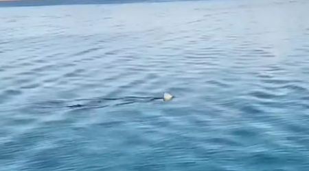 Κορινθιακός κόλπος: Καρχαρίας κόβει βόλτες στα ρηχά - Βίντεο με το πτερύγιο να σκίζει τα νερά