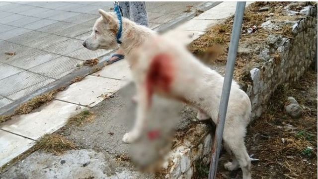Φρίκη στη Νίκαια: Αδιανόητο - Καθηγητής μαχαίρωσε με μανία σκύλο στη μέση του δρόμου