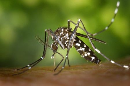 Γ.Δ. Δημόσιας Υγείας &amp; Κοινωνικής Μέριμνας Στερεάς: Βοηθήστε στην καταπολέμηση των κουνουπιών