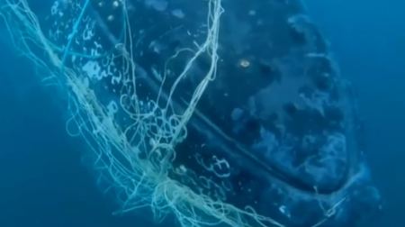 Εντυπωσιακές εικόνες από τη διάσωση φάλαινας μήκους 10 μέτρων που είχε μπλεχτεί σε δίχτυα