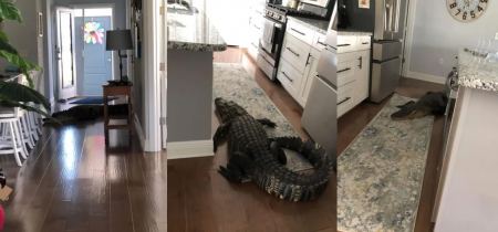 Απρόσκλητος επισκέπτης: Γυναίκα βρήκε έναν αλιγάτορα στην κουζίνα της! (ΒΙΝΤΕΟ)