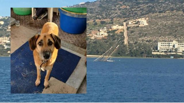 Συγκλονίζει ο σκύλος που έμεινε στο κατάρτι του ναυαγίου θρηνώντας τον κηδεμόνα του