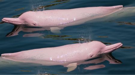 Γιατί πεθαίνουν τα ροζ δελφίνια του Αμαζονίου - Τουλάχιστον 120 νεκρά σε μόλις λίγες ημέρες