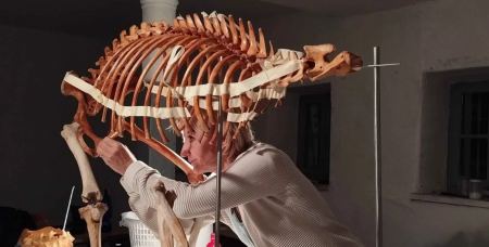 Ανασύνθεσαν τον σκελετό αρκούδας που είχε πεθάνει από δηλητηριασμένο δόλωμα (ΦΩΤΟ)