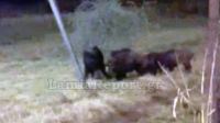 Λαμία: Αγριογούρουνα βόσκουν δίπλα στα σπίτια στη Λεωφόρο Καλυβίων (ΒΙΝΤΕΟ)