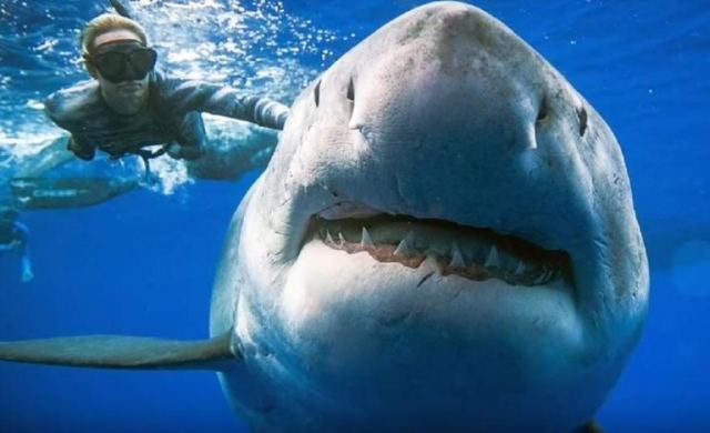 Γυναίκα κολυμπάει δίπλα σε καρχαρία 6 μέτρων! Απίστευτο video
