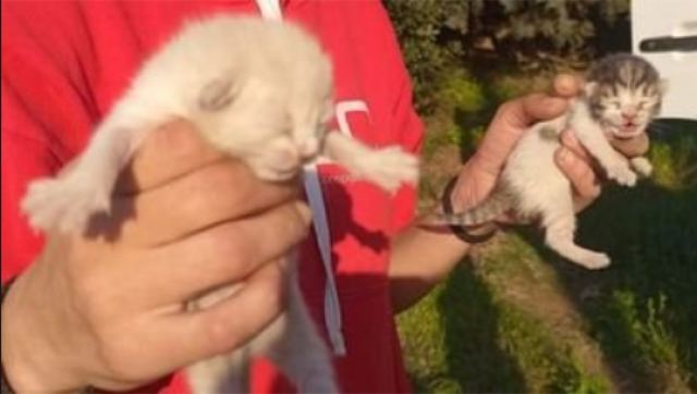 Λαμία: Πέταξαν νεογέννητα γατάκια σε κάδο - ΦΩΤΟ