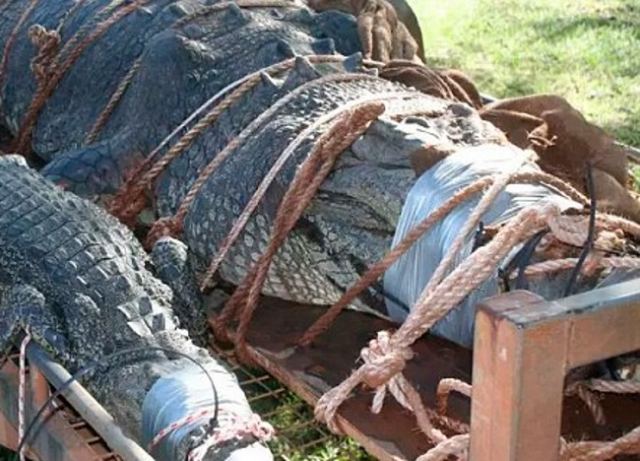 Αυτός είναι ο πελώριος κροκόδειλος των 600 κιλών – Τον έψαχναν 8 ολόκληρα χρόνια – video