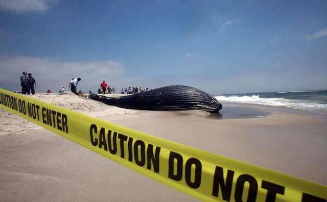 «Μια θλιβερή ιστορία για τις φάλαινες»: Τρώνε εκατομμύρια μικροπλαστικά απόβλητα κάθε ημέρα