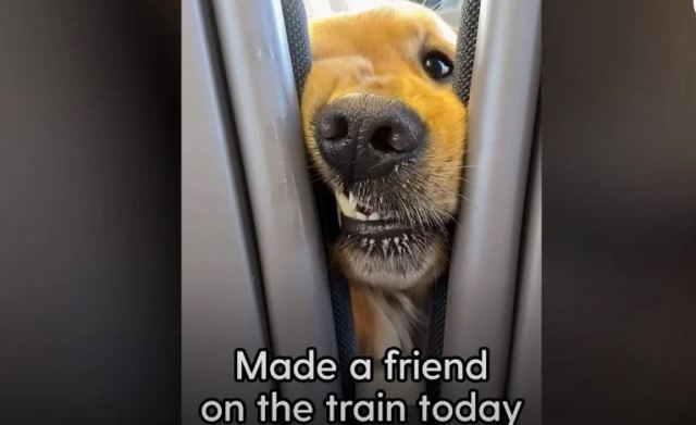 Ο σκύλος που επιμένει να χαιρετά αγνώστους στις βόλτες του με το τρένο (ΒΙΝΤΕΟ)