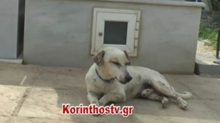 Ένας χάτσικο... στην Κορινθία: Αξιαγάπητο σκυλάκι δε λέει να φύγει από τον τάφο του ιδιοκτήτη του (BINTEO)