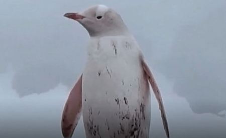 Σπάνιος λευκός πιγκουίνος καταγράφηκε σε βίντεο στην Ανταρκτική