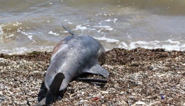 Νεκρό δελφίνι στο Αχίλλειο