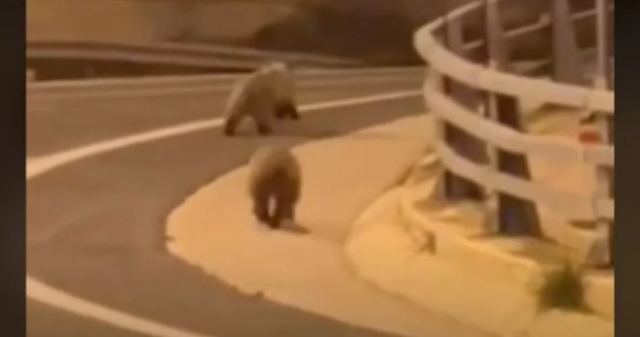 Μέτσοβο: Δύο αρκουδάκια βγήκαν βόλτα στην Εγνατία Οδό