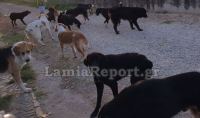 Φθιώτιδα: Αδέσποτα σκυλιά επιτέθηκαν και σκότωσαν δεσποζόμενο σκύλο (ΒΙΝΤΕΟ)