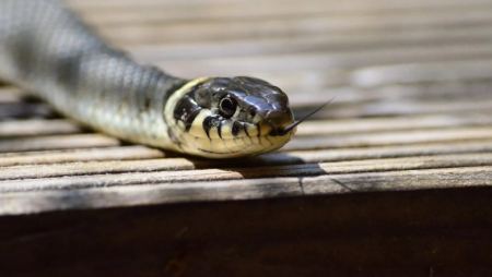 Γιατί έχουν εμφανιστεί τόσα φίδια στις πόλεις: Τι λένε οι ειδικοί