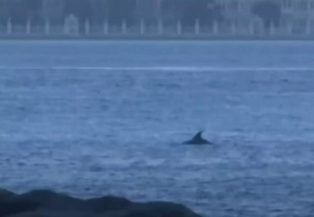 Κωνσταντινούπολη: Η “νέκρα” στον Βόσπορο έφερε δελφίνια! Εκπληκτικές εικόνες λόγω… καραντίνας (video)