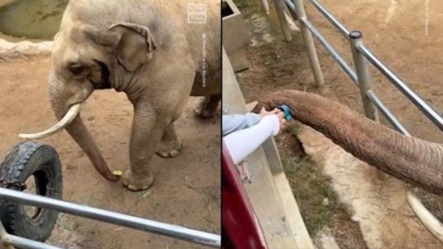 Απίστευτο σκηνικό: Ελέφαντας στην Κίνα επιστρέφει σε κοριτσάκι το παπούτσι που της έπεσε στον χώρο του