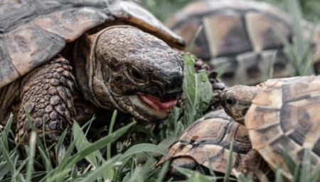 Αειθαλής 90χρονη χελώνα έκανε τρίδυμα με την 53χρονη σύντροφό της