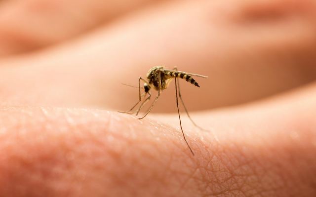 Χαμός με τα κουνούπια στη Λαμία