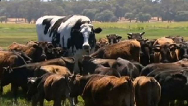 Αγελάδα - γίγας γλίτωσε το σφαγείο λόγω... ύψους - ΒΙΝΤΕΟ