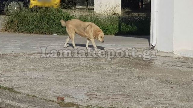 Λαμία: Νέα επίθεση σκύλου έστειλε γυναίκα στο Νοσοκομείο