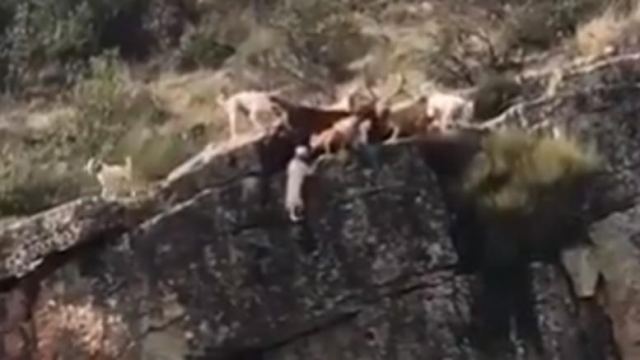 Βίντεο σοκ: Σκυλιά που κυνηγούν πέφτουν στον γκρεμό