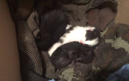Βρέθηκαν πεταμένα νεογέννητα γατάκια