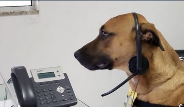 Βραζιλία: Αντιπροσωπεία αυτοκινήτων &quot;προσέλαβε&quot; αδέσποτο σκύλο