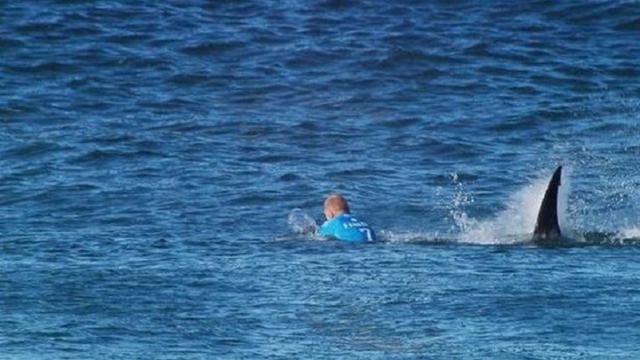 Καρχαρίας τριών μέτρων κατασπάραξε σέρφερ - Ξεψύχησε στην ακτή