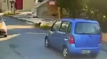 Η στιγμή που οδηγός παρασύρει σκύλο και τον παρατάει: Ταυτοποιήθηκε, «παλεύουμε για να ζήσει το ζώο» λέει η ιδιοκτήτρια (vid)