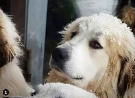 Χάθηκε η σκυλίτσα της φωτογραφίας στην Παύλιανη