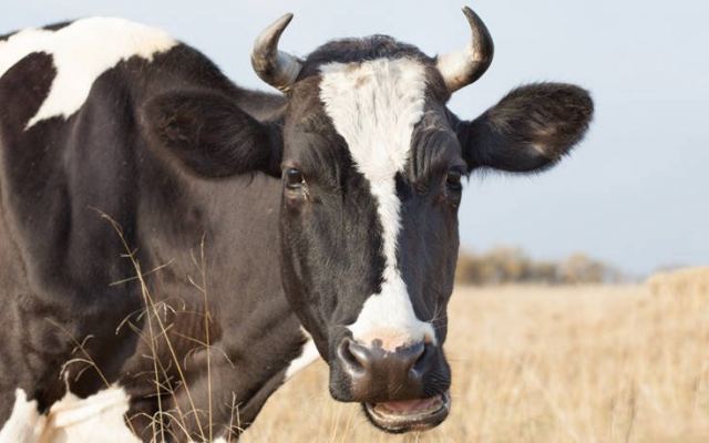 Αγελάδα εισέβαλε σε αντιπροσωπεία αυτοκινήτων, προκαλώντας πανικό